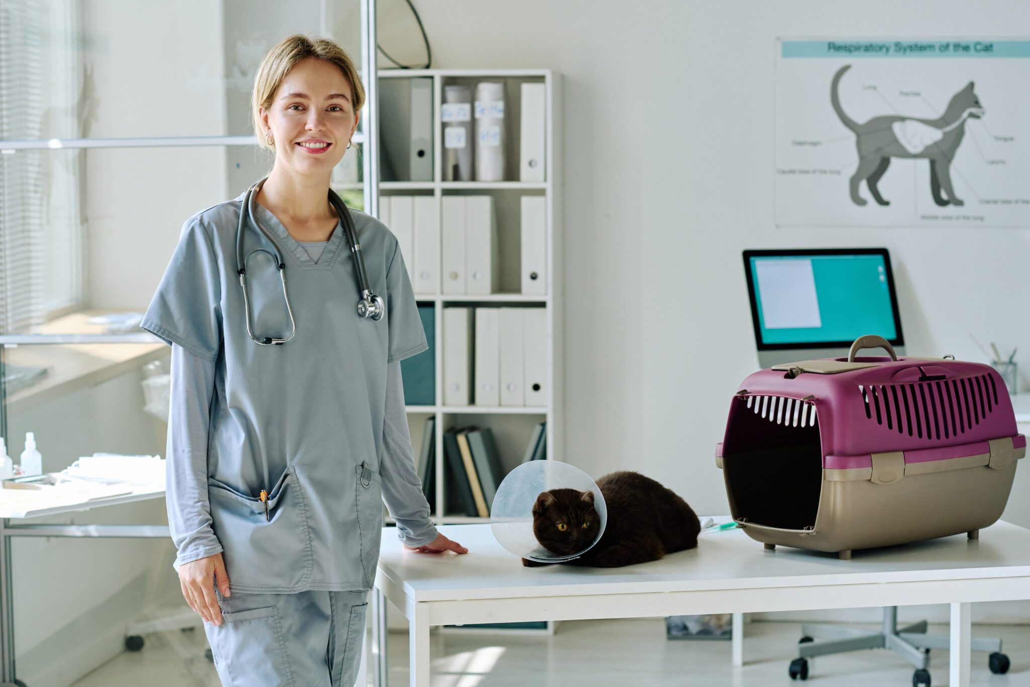 A smiling veterinarian in scrubs stands beside a table with a black cat wearing a cone, next to a pet carrier in a bright veterinary clinic. A cat anatomy poster is visible in the background.