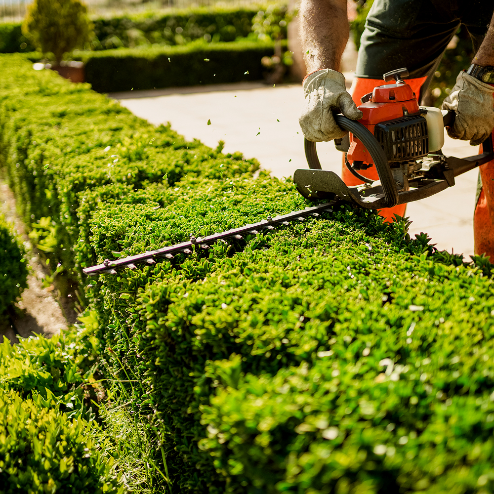 A person wearing gloves uses an orange electric hedge trimmer to neatly trim a green hedge in a sunny garden. Small leaves are flying as the hedge is being shaped.