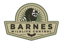 Logo for Barnes Wildlife Control featuring a raccoon standing on a green sunburst background above the company name, with a silhouette of a bat below the text.